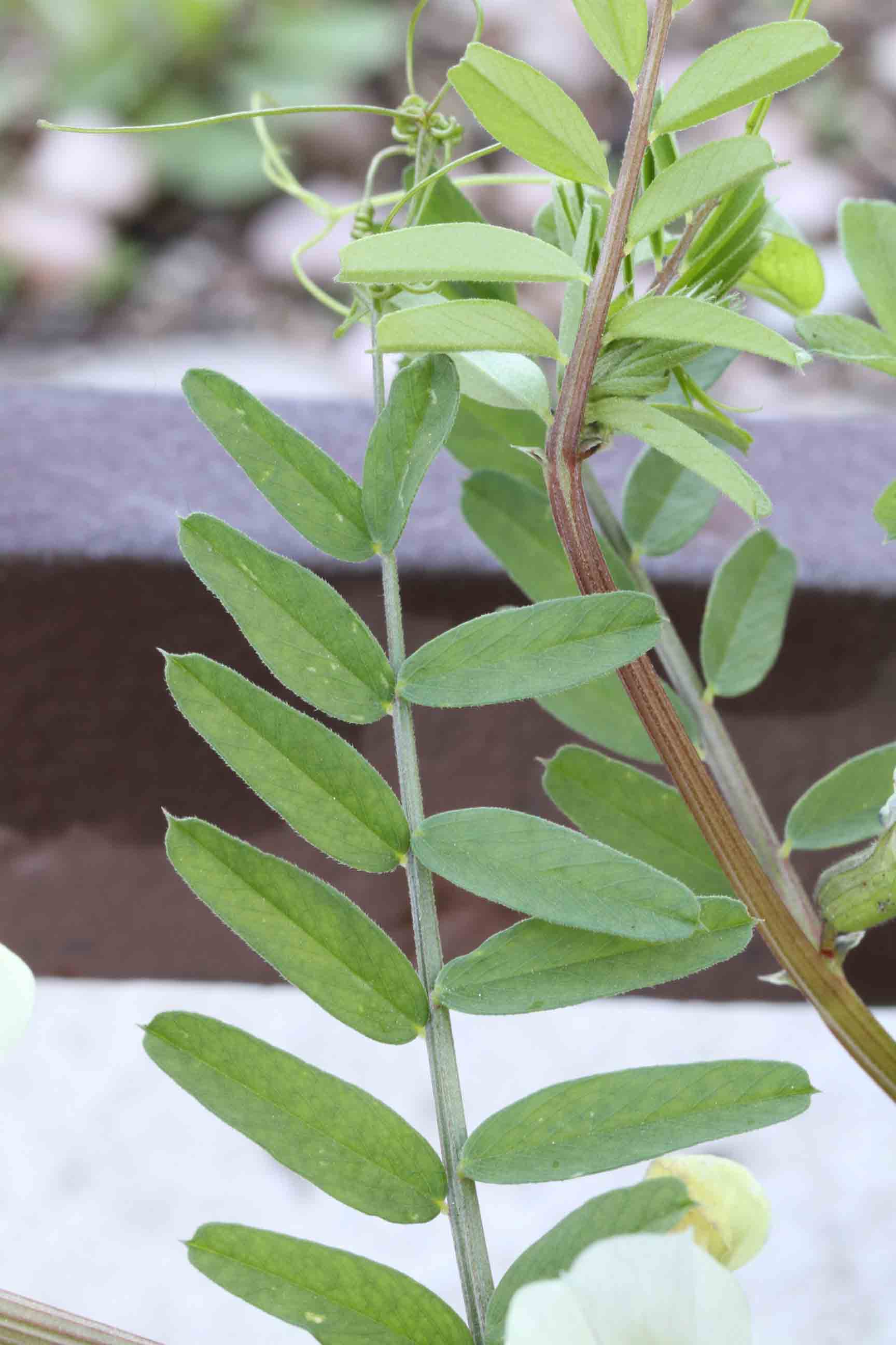 Fabacea da determinare: Vicia cfr. grandiflora